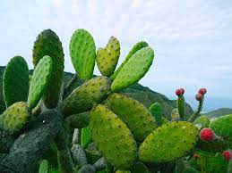 Manfaat Tanaman Kaktus Bagi Kesehatan Tubuh