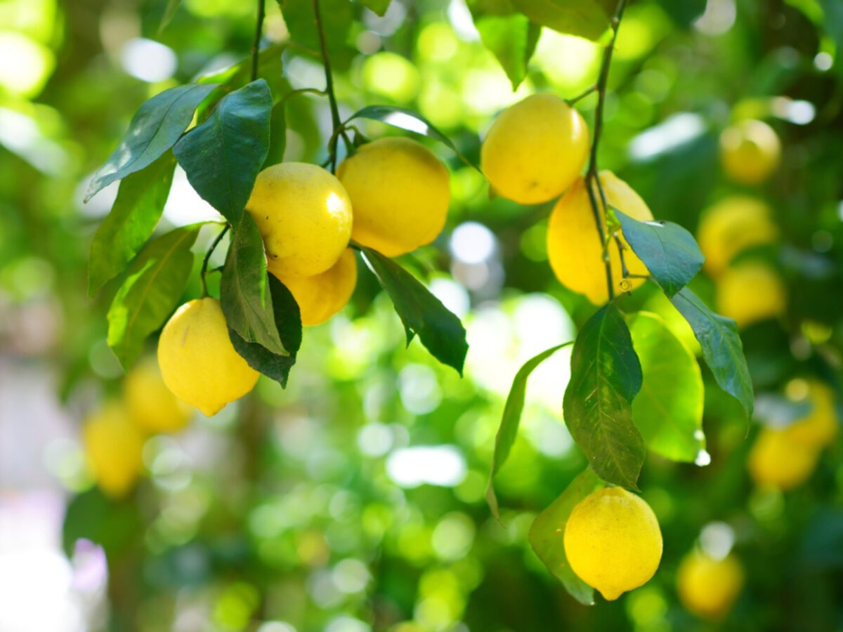 Manfaat Buah Lemon untuk Kesehatan Tubuh